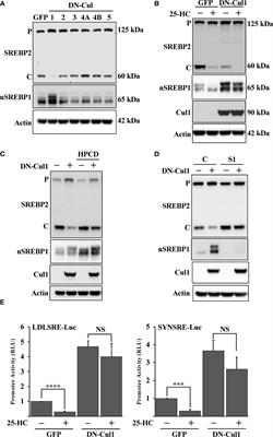 Loss of the Fbw7 tumor suppressor rewires cholesterol metabolism in cancer cells leading to activation of the PI3K-AKT signalling axis